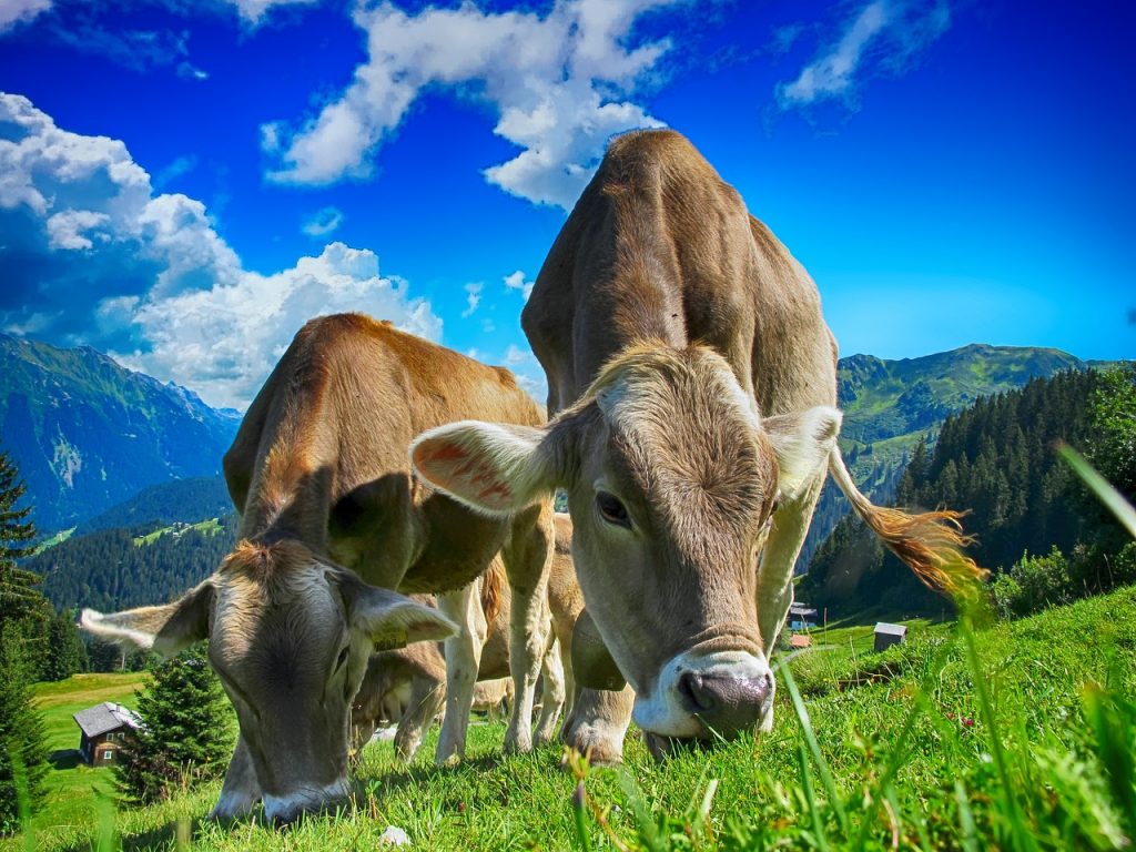 cows-only-test-image